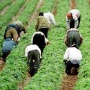 #8 Slavery by Any Other Name - (Migrant Farmworkers) May 1 is International Workers Day, and we start with a brief history of May Day, and its origins in the struggle for the 8 hour workday. We continue the lecture series with Dr. Michael Parenti. with "Racism and the Ideology of Slavery" to provide some context on the migrant farmworker system, which was modeled on chattel slavery. In the second hour, we focus on farmwork specifically. Chris Sturr talks about the legal situation and working conditions of farmworkers in New York state, and we have a report from a rally in Albany by farmworkers as part of the now annual "Farmworkers Advocacy Day." Labor historian Clete Daniel talks on the history of the farmworker system, and its creation by California agribusiness in the mid-1800's, and how it was consciously designed to replicate the slavery while technically not being legally conisdered "slavery."